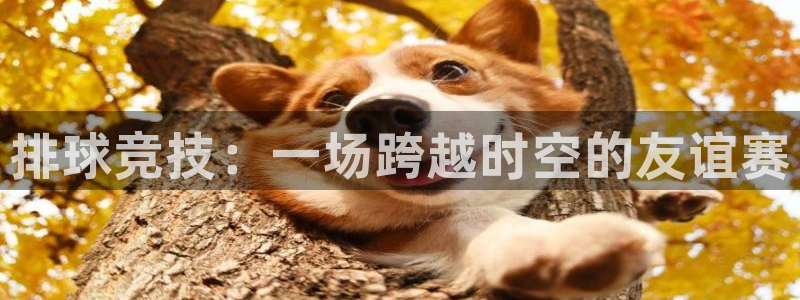 富联平台q665.786：排球竞技：一场跨越时空的友